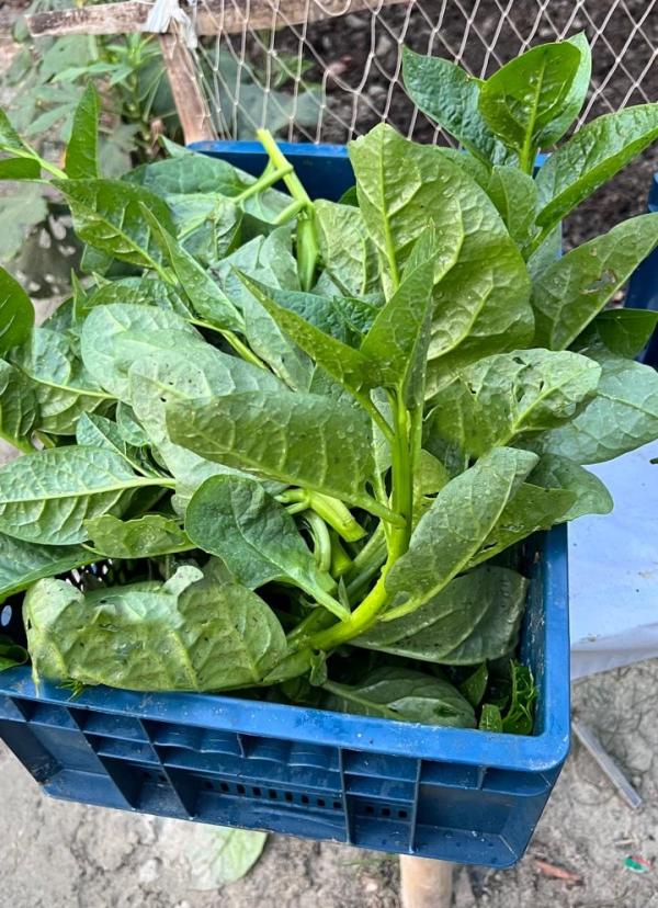 Kitchen Garden Ensured Safe Food